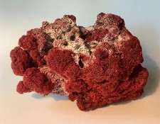 Genuine red ocean for sale Genuine red ocean for sale  USA