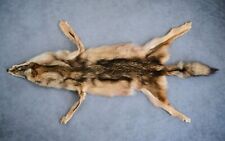 Huge eastern coyote for sale  Castle Rock