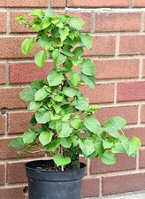 Climbing hydrangea anomala for sale  PERSHORE