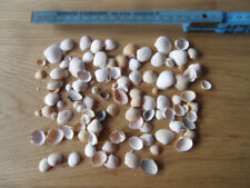 Echte mini muscheln gebraucht kaufen  Fulda