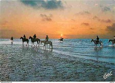 Animaux chevaux cotes d'occasion  Fruges