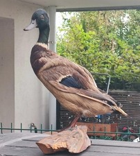 Canard colvert socle d'occasion  Perpignan-