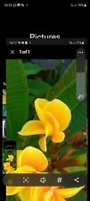 Plumeria yellow champa for sale  WEMBLEY