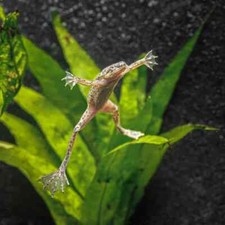 Pack african dwarf for sale  Haslet