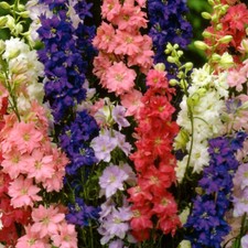 Sommer rittersporn delphinium gebraucht kaufen  Aulendorf