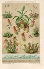 1895 carnivorous plants d'occasion  Expédié en Belgium