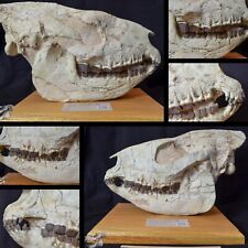 Rare hyracodon fossil for sale  Windermere