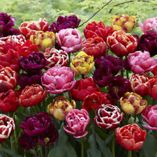 Double flowered peony for sale  PETERBOROUGH