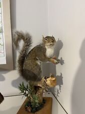 taxidermy squirrel for sale  WHITLEY BAY