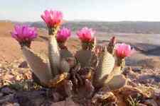Opuntia basilaris beaver for sale  Buckeye