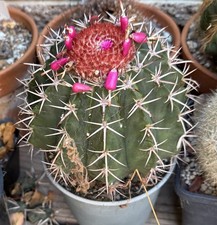 Melocactus conoideus dia. for sale  Chino