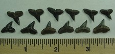 Fossilized hammerhead shark for sale  Clermont