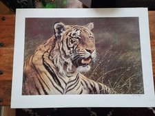 Royal bengal tiger for sale  LEEDS