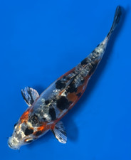 5.5 heisei nishiki for sale  Blountstown
