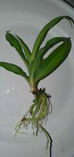 Baby green spider for sale  DERBY