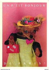 Animaux chiens chihuahua d'occasion  Fruges