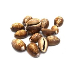 Gros cauris coquillage d'occasion  Castello-di-Rostino