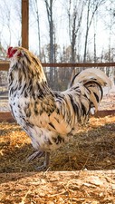 Easter egger hens for sale  Austin