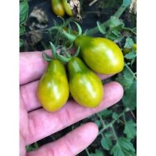 Cocktailtomate grünes birnche gebraucht kaufen  Schmidmühlen