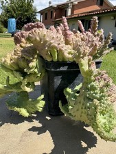 Euphorbia flanaganii crestata usato  Arezzo