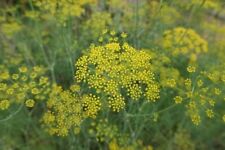 500 samen fenchel gebraucht kaufen  Frammersbach