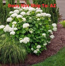 Annabelle hydrangea live for sale  Fort Mill