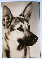 Postkarte deutscher schäferhu gebraucht kaufen Postkarte deutscher schäferhu gebraucht kaufen  Berlin