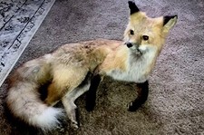 Red fox mounttaxidermy for sale  Albertville