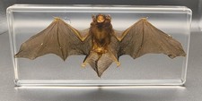 Taxidermy acrylic paperweight. for sale  DOVER