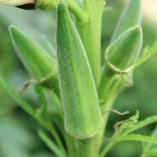 Clemson spineless okra for sale  Deltona