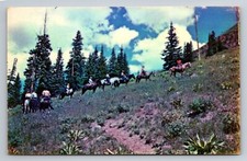 Horseback trip rockies for sale  Morrison