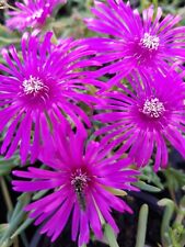 Delosperma cooperi 9cm for sale  CARNFORTH