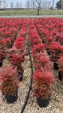Nandina domestica obsessed usato  Pontinia