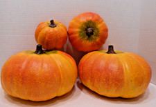 Fall pumpkins beautiful for sale  Jackson