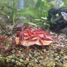 Sakura red cherry for sale  Salem