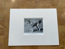 tibetan mastiff for sale tibetan mastiff for sale Yamhill