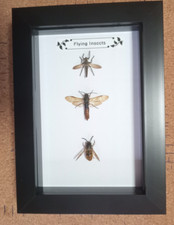 Taxidermy framed real for sale  MANCHESTER