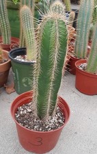 Stenocereus dumortieri cactus for sale  La Mirada