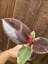 Ficus elastica tineke for sale  San Diego