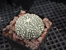 Astrophytum asterias super d'occasion  Laval