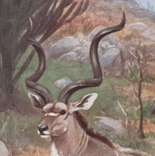 Spiral horned antelope for sale  Brooklyn
