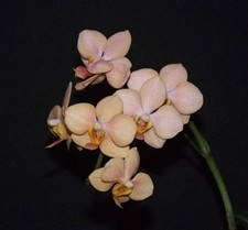 Asconopsis irene dobkin gebraucht kaufen Asconopsis irene dobkin gebraucht kaufen  Dortmund