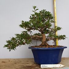 Satsuki azalea var for sale  PLYMOUTH