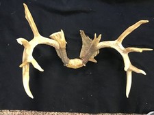 real antler base for sale real antler base for sale Malvern