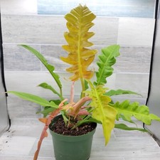Philodendron golden crocodile for sale  Reseda
