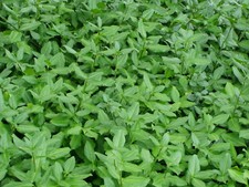 Wintercreeper euonymus ground for sale  Statesboro