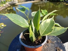 Birkenfeige ficus benjamina gebraucht kaufen  Röttenbach b Erlangen