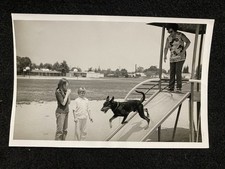 Doberman pinscher dog for sale  Portland