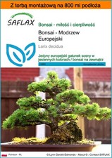 SAFLAX - Garden in the bag - Bonsai - Modrzew Europejski - 75 Posiew na sprzedaż  Wysyłka do Poland