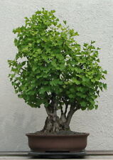 Graines ginkgo biloba d'occasion  Sabres